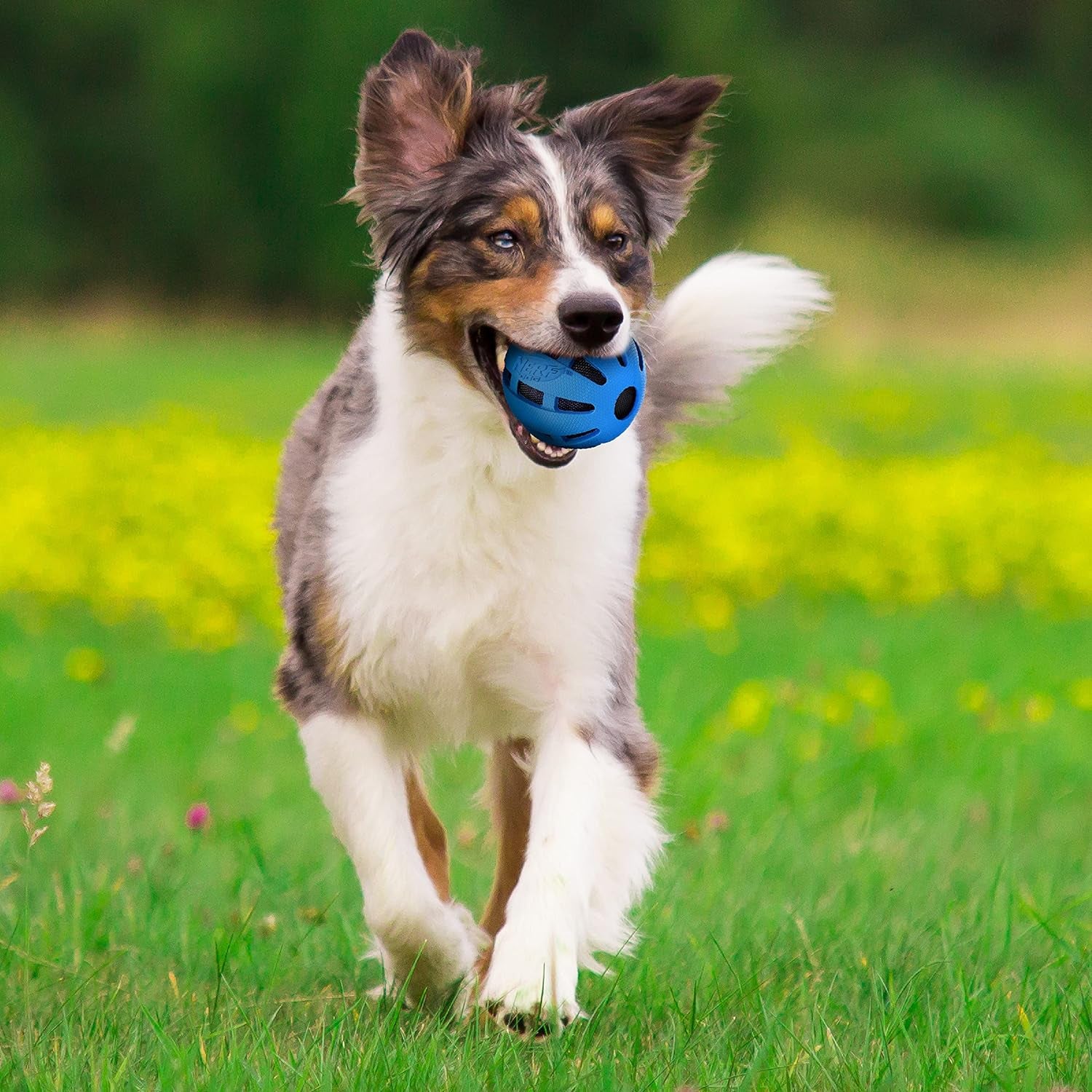 Crunch and Squeak Rubber Ball Dog Toy, Single, Medium/Large, Blue